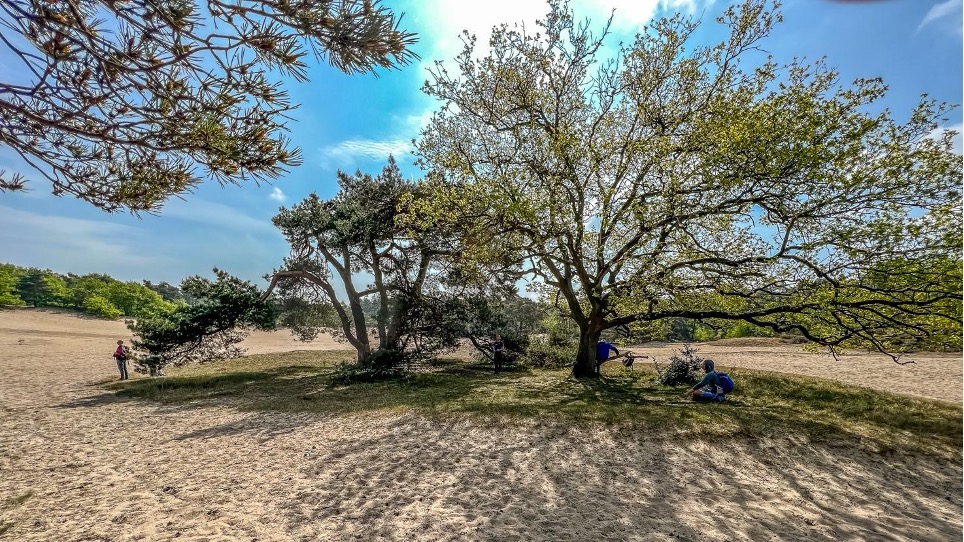 Zen.nl, Zen, meditatie, leren mediteren, boom, workshop, shinrin-yoku, zelf, ademhaling, natuur, rust, energie, doel, eenheid, vertragen, verstillen, zintuigen, verbonden, stilte, voelen, ego, lijden, theeceremonie